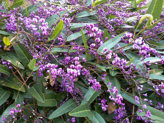 Hardenbergia violacea bush with purple flowers