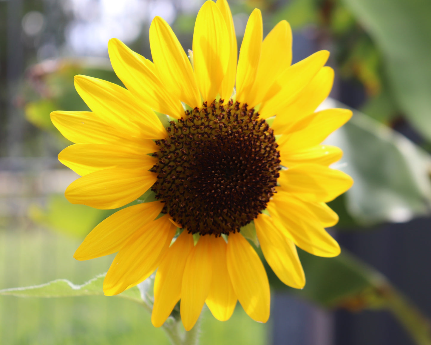 Close up of bright yellow flower on Sunflower