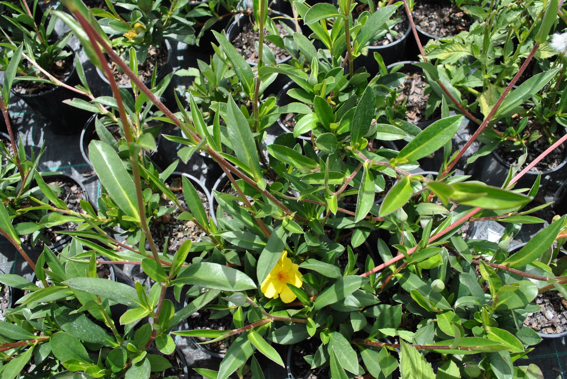 snake vine plant uses Snake Vine / Climbing Guinea Flower (Hibbertia Scandens) Livable Garden Centre