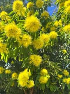 Golden Penda (Xanthostemon chrysanthus), an Australian native tree, delights with clusters of brilliant yellow flowers and lush green leaves. Its vibrant blooms attract bees and birds, making it a standout choice for wildlife-friendly gardens.