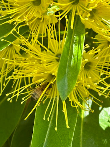 A close-up of vibrant yellow Golden Penda (Xanthostemon chrysanthus) flowers reveals star-shaped clusters with fine, elegant petals. Sunlight catches a bee gathering nectar, showcasing this stunning plant’s wildlife appeal and lush green foliage—perfect for gardens.