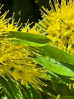 Close-up of Golden Penda (Xanthostemon chrysanthus), an Australian native with brilliant yellow flowers featuring long slender stamens and narrow green leaves. Its eye-catching blooms attract birds, perfect for wildlife gardens. Soft background highlights its vibrant beauty.
