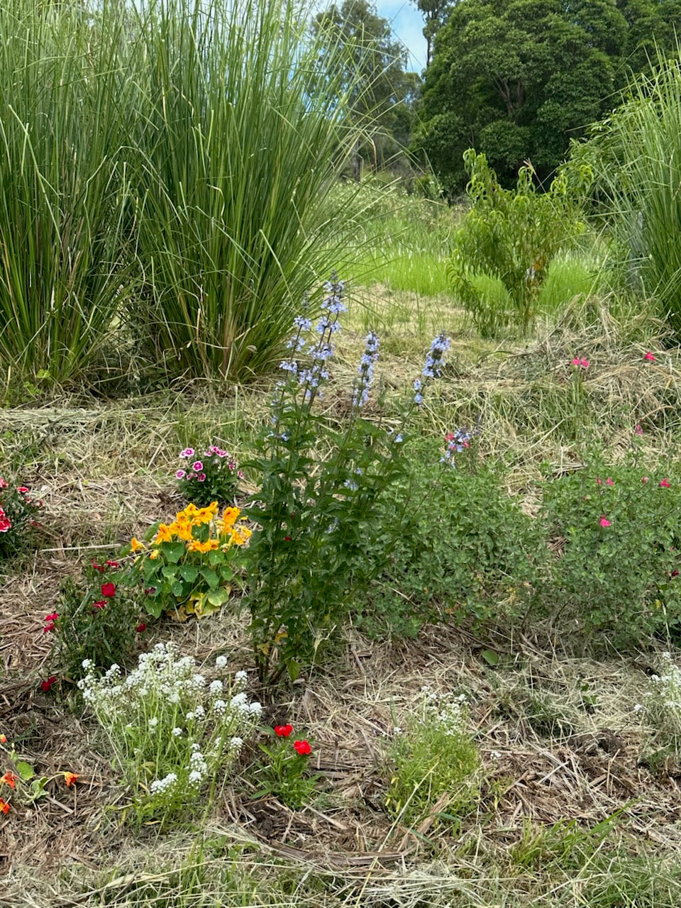 The Orchard Friends Plant Pack transforms your space with vibrant purple, yellow, white, and red blooms amid tall grasses, nutrient-rich mulch, and lush trees—perfect for wildlife gardens seeking beauty and natural habitats.