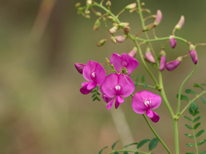 Close-up of vibrant pink Indigofera australis flowers, with delicate petals and buds hanging from slender branches against a soft, out-of-focus natural background. Photo courtesy of H Miles