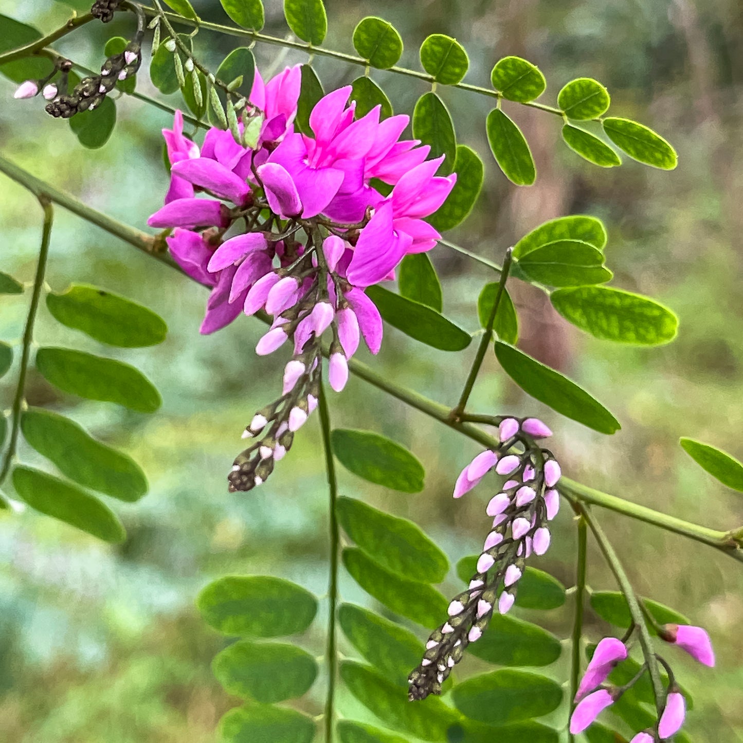 Close up of the purple flower on the Indigofera australis