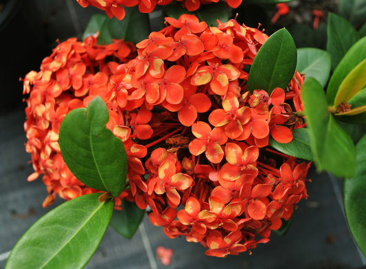 Stunning close-up of Ixora 'Coral Fire' flowers with clusters of intense red-orange blossoms and glossy green leaves, ideal for adding a tropical touch to garden landscapes.