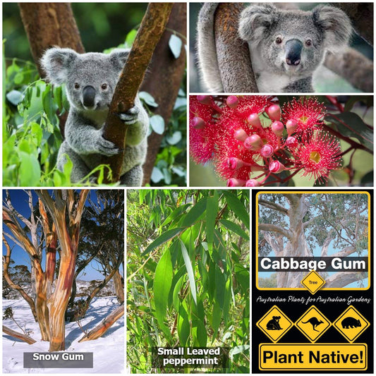 Variety of koala-friendly native Australian plants including Snow Gum, Small Leaved Peppermint, and Cabbage Gum - ideal for sustainable gardening and promoting biodiversity with plants that support koala habitats