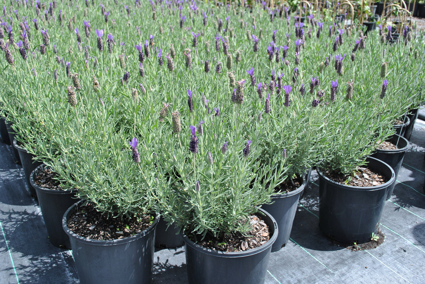 Beautiful purple flowers on the Lavendula french 'French Lavender'