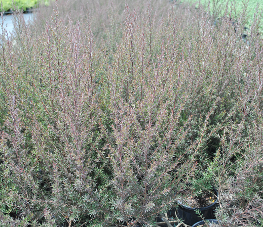 Leptospermum 'Burgundy Queen' at a nursery with vivid burgundy leaves ready for landscaping