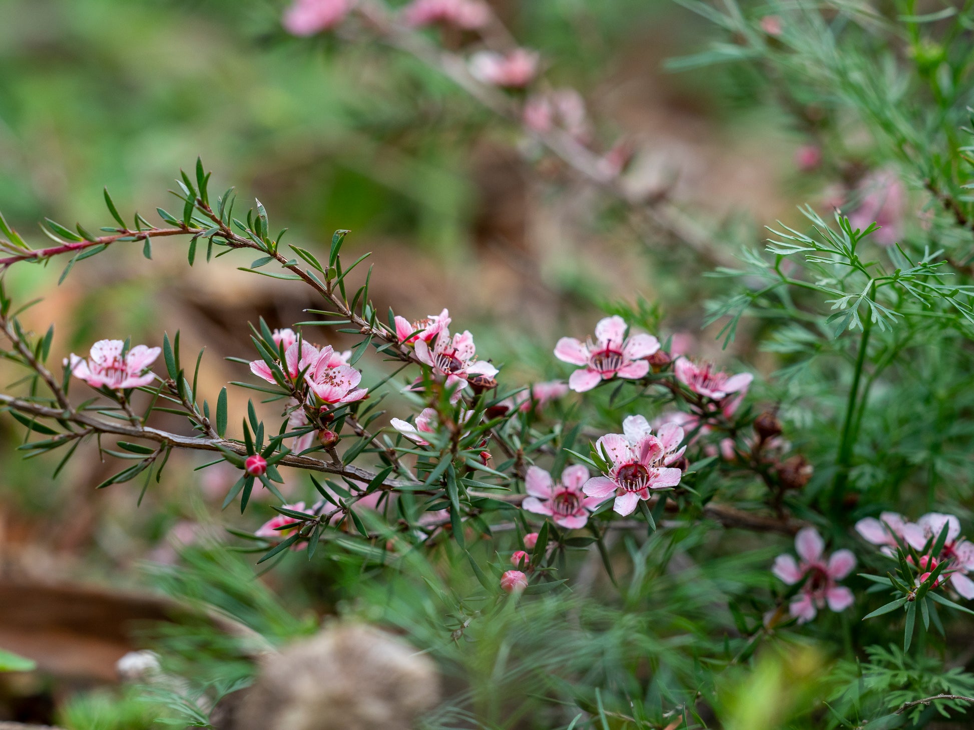 Small pink flowers and slender green leaves of the Leptospermum Pink Cascade