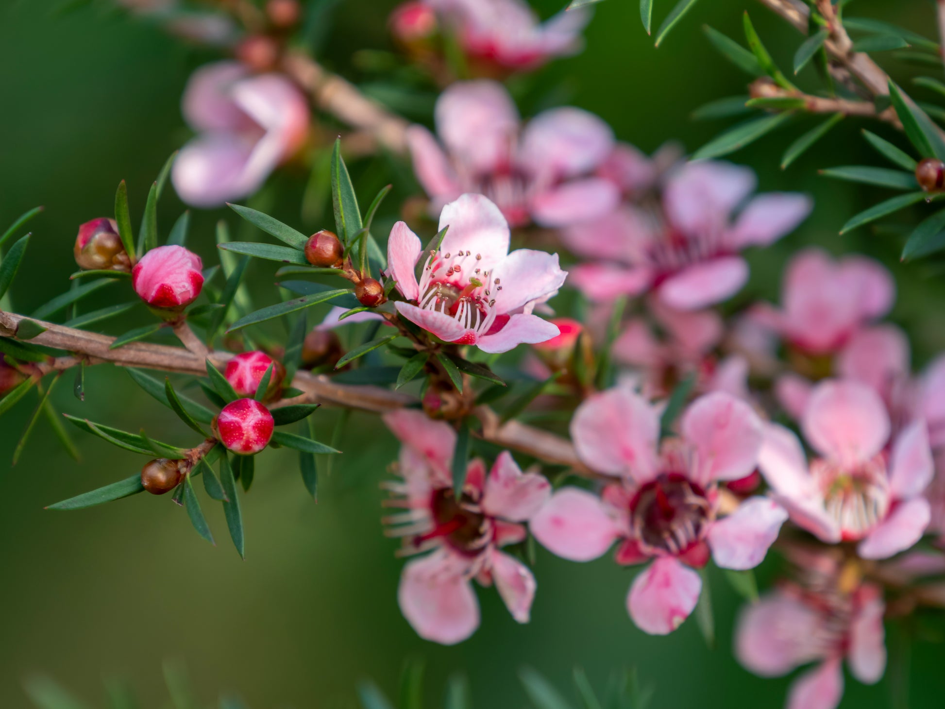 Close up of the small pink flowers and buds of the Leptospermum Pink Cascade