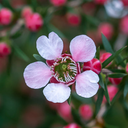 Close up of the Leptospermum Pink Cascade small pink flower