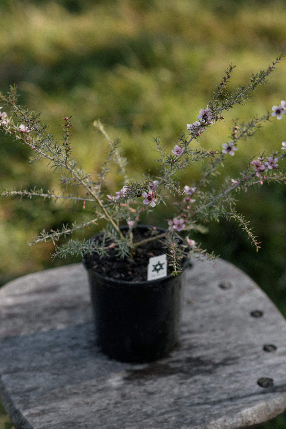 A small potted flowering plant with delicate green stems and tiny pale pink blossoms, sitting on a weathered wooden stool with a blurred grassy outdoor background.