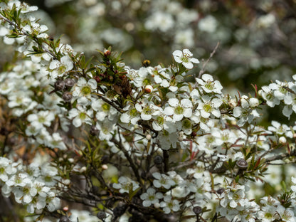 Full bloom white foliage of Leptospermum polygalifolium 