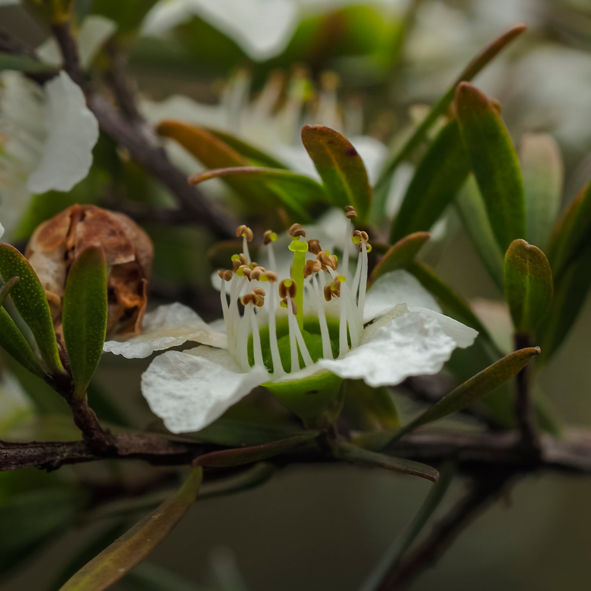 Close up photo of the white flower on Leptospermum polygalifolium