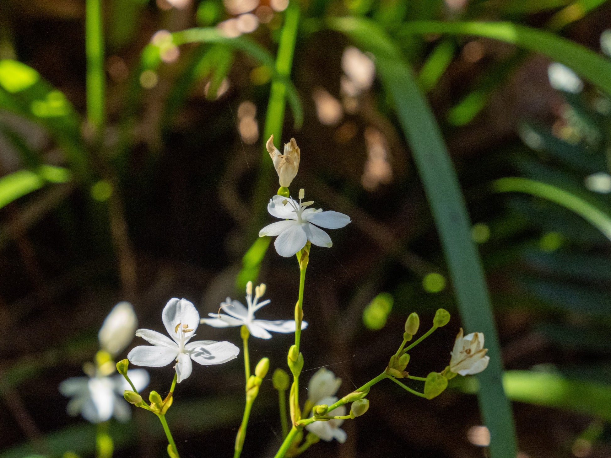 Small white flower on Libertia paniculata