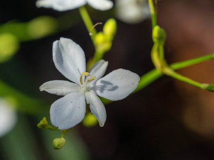 Close up photo of the white flower of the Libertia paniculata