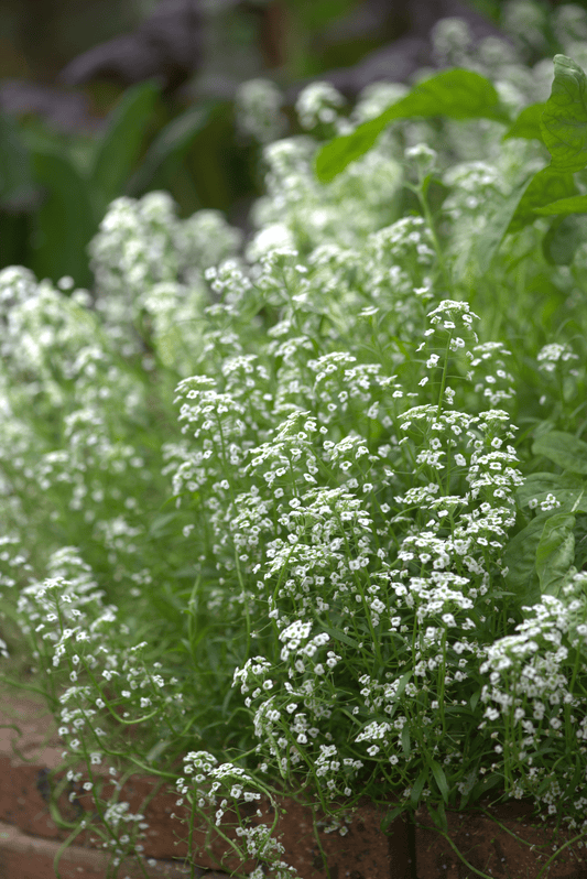 Close-up of vibrant Alyssum, showcasing clusters of small, delicate white flowers nestled among lush green leaves. Perfect for wildlife gardens, these plants are densely packed in a charming brick-bordered garden bed. The scene is complemented by lively green foliage in the background, highlighting a thriving and inviting garden environment.