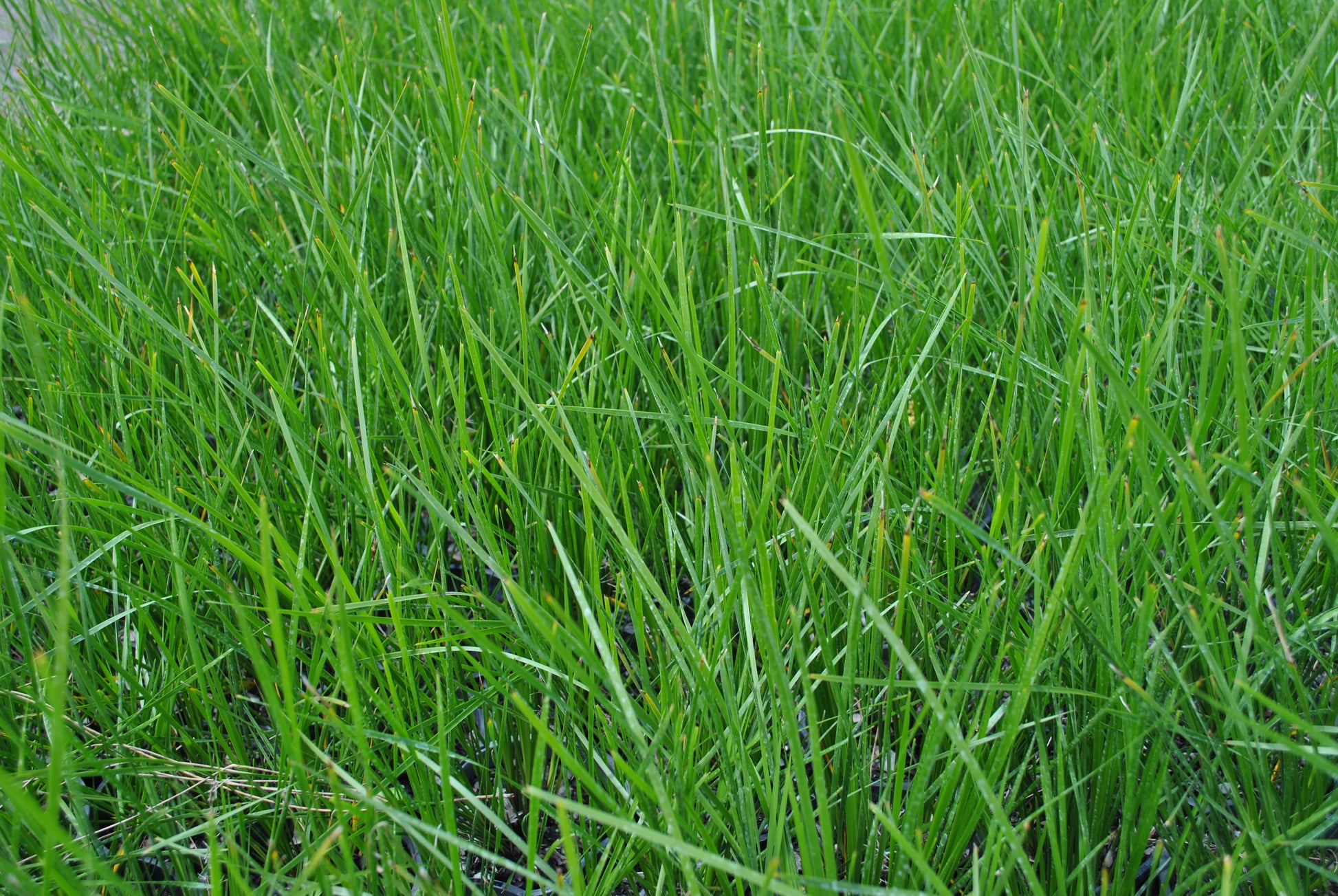 Vibrant close-up of Lomandra verday grass, highlighting its lush green, narrow leaves that densely cover the ground, ideal for drought-resistant landscaping.