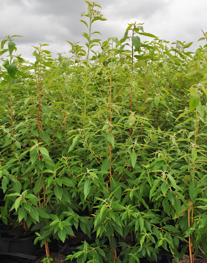 Healthy young Lophostemon confertus trees growing in pots at a garden centre under a cloudy sky