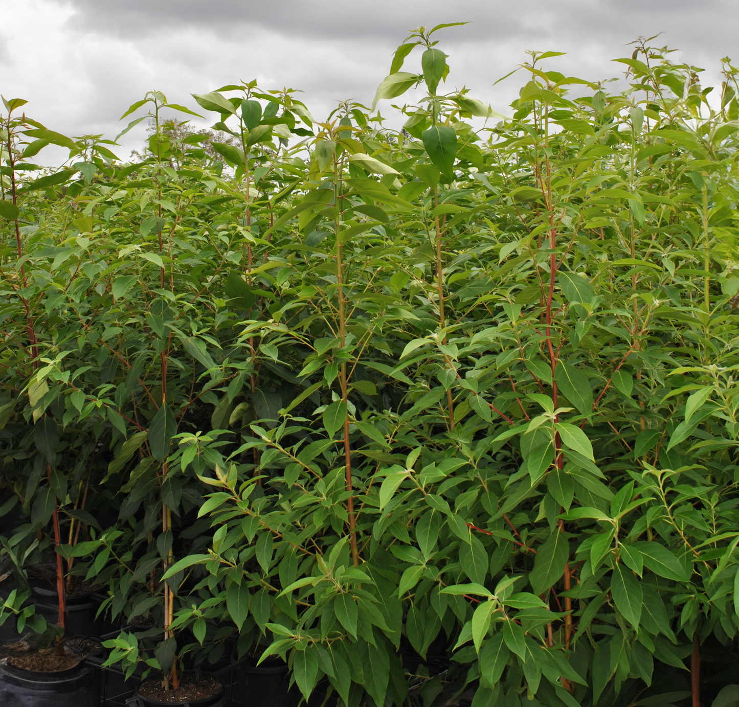 Row of lush Lophostemon confertus plants in pots at a nursery, ready for planting in sustainable gardens.