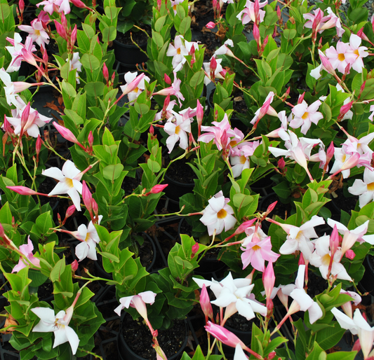 Brazilian Jasmine, with its clusters of pink and white flowers and lush green foliage in pots, arranged closely together, adds a touch of tropical flair to any space.