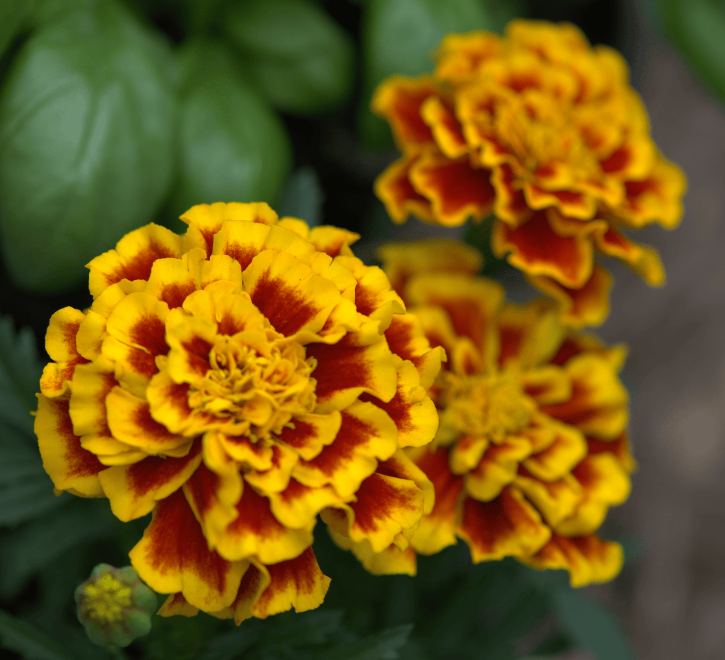 Lovely close up yellow and orange flower of the Tagetes patula 'French Marigold' 