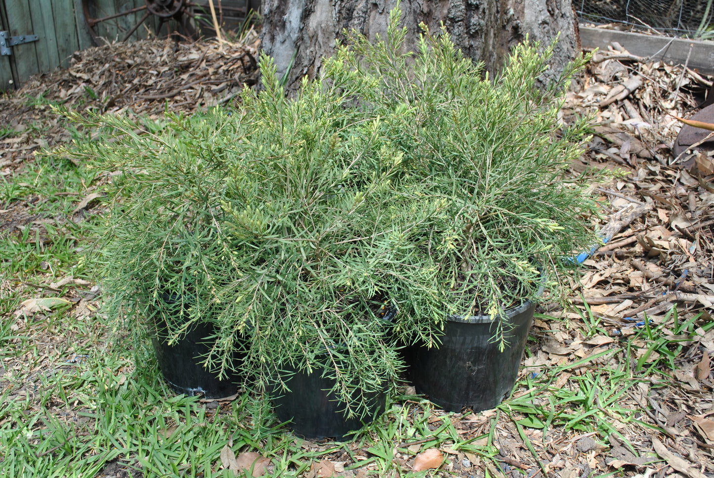 Group of Melaleuca linariifolia Snowstorm 'Snowstorm Paperbark' in black pots