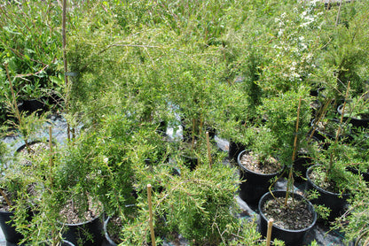 Vast array of Melaleuca thymifolia 'Thyme Honey-Myrtle' plants in nursery pots, featuring dense, fine foliage, ideal for adding texture and fragrance to garden spaces.