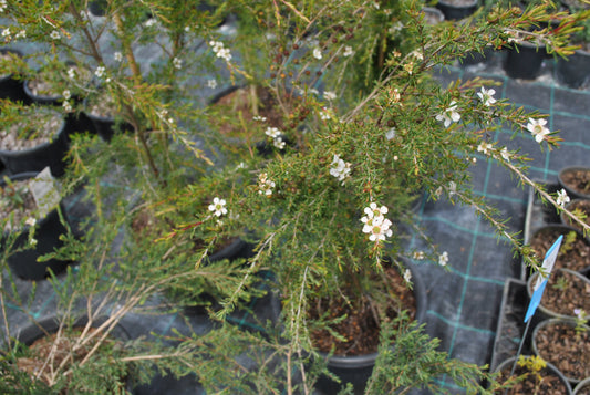 Close up photos of the small white flowers on the Melaleuca thymifolia 'Thyme Honey-Myrtle'