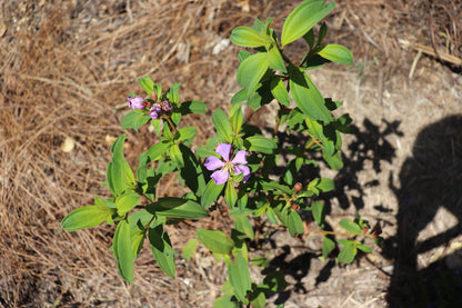 Small bushy plant Melastoma malabathricum subsp. Malabathricum 'Native Blue Tongue'