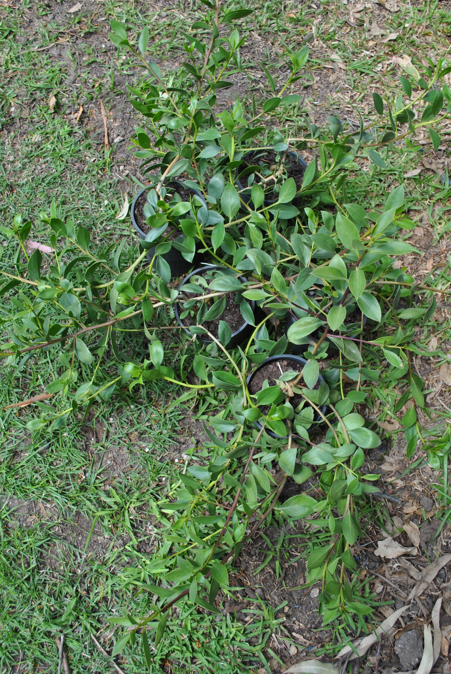 Groundcover Myoporum ellipticum 'Boobialla' grouped together in small black pots
