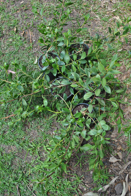 Groundcover Myoporum ellipticum 'Boobialla' grouped together in small black pots