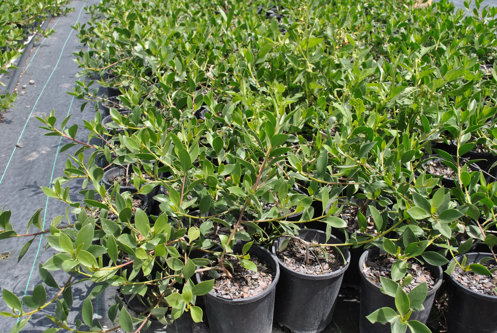 Lovely small green foliage on the Myoporum parvifolium 'Creeping Boobialla'