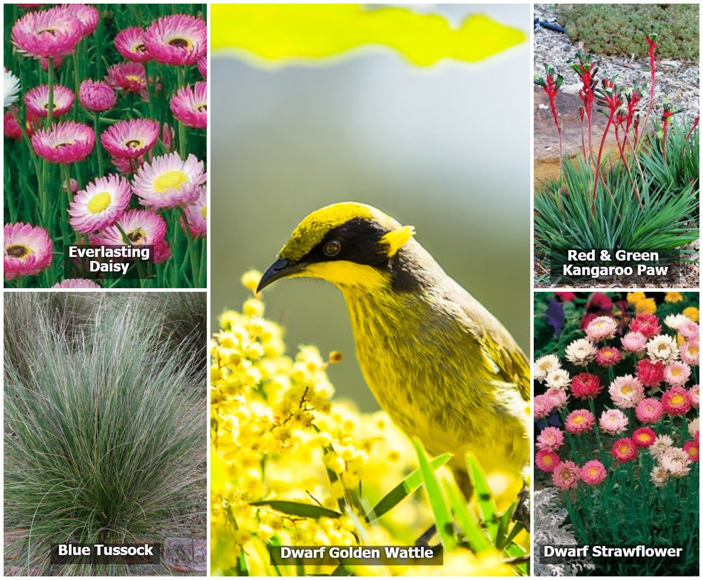 Variety of native Australian birds including Silvereye, White-cheeked Honeyeater, Splendid Fairywren, Yellow Robyn, and Rainbow Lorikeet - ideal for promoting biodiversity in your garden with bird-friendly native plants.