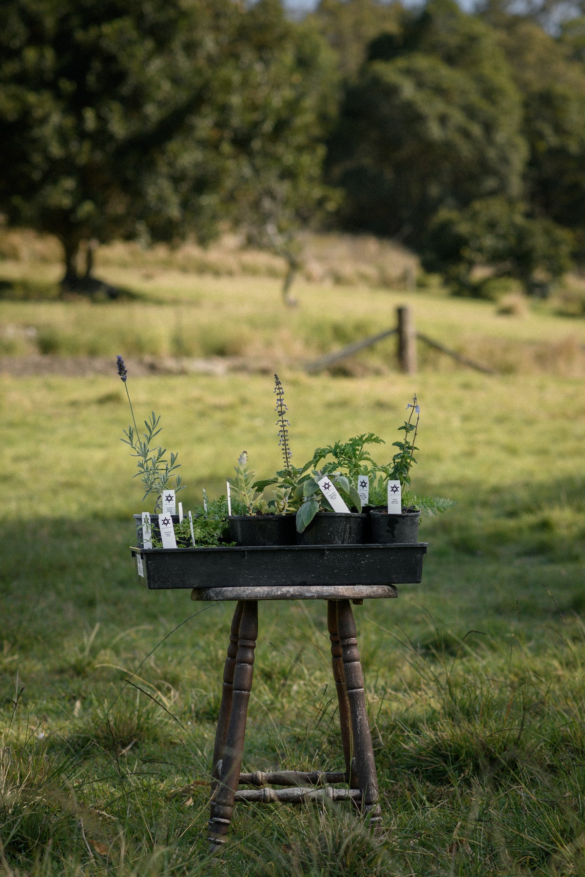 A black tray of small potted herbs and plants sits on a rustic wooden stool in an outdoor grassy field with trees in the background.