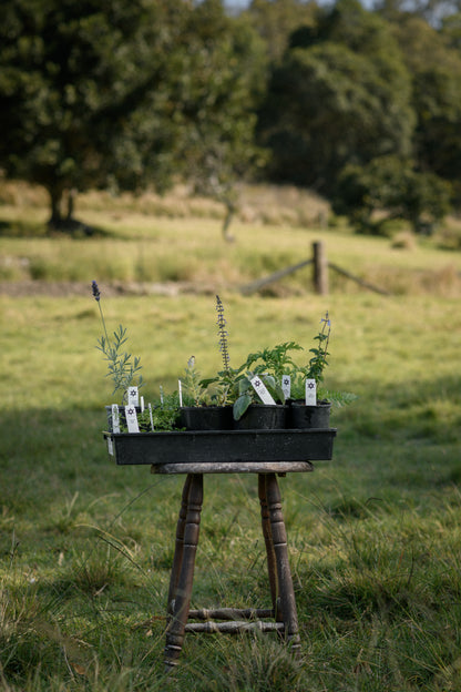 A black tray of small potted herbs and plants sits on a rustic wooden stool in an outdoor grassy field with trees in the background.