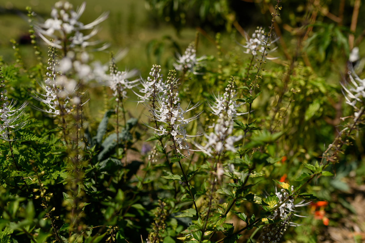 White Cat's Whiskers with green foliage in a natural outdoor setting.