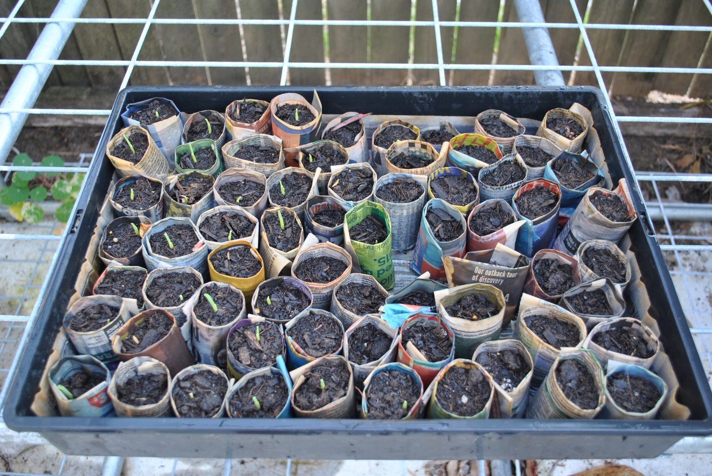 Tray of seedlings from the paper pot press pots