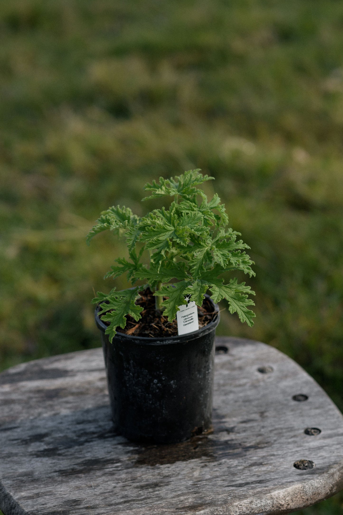 A small Citronalla geranium potted plant in a black nursery pot sits on a weathered wooden stool with a blurred grassy background.