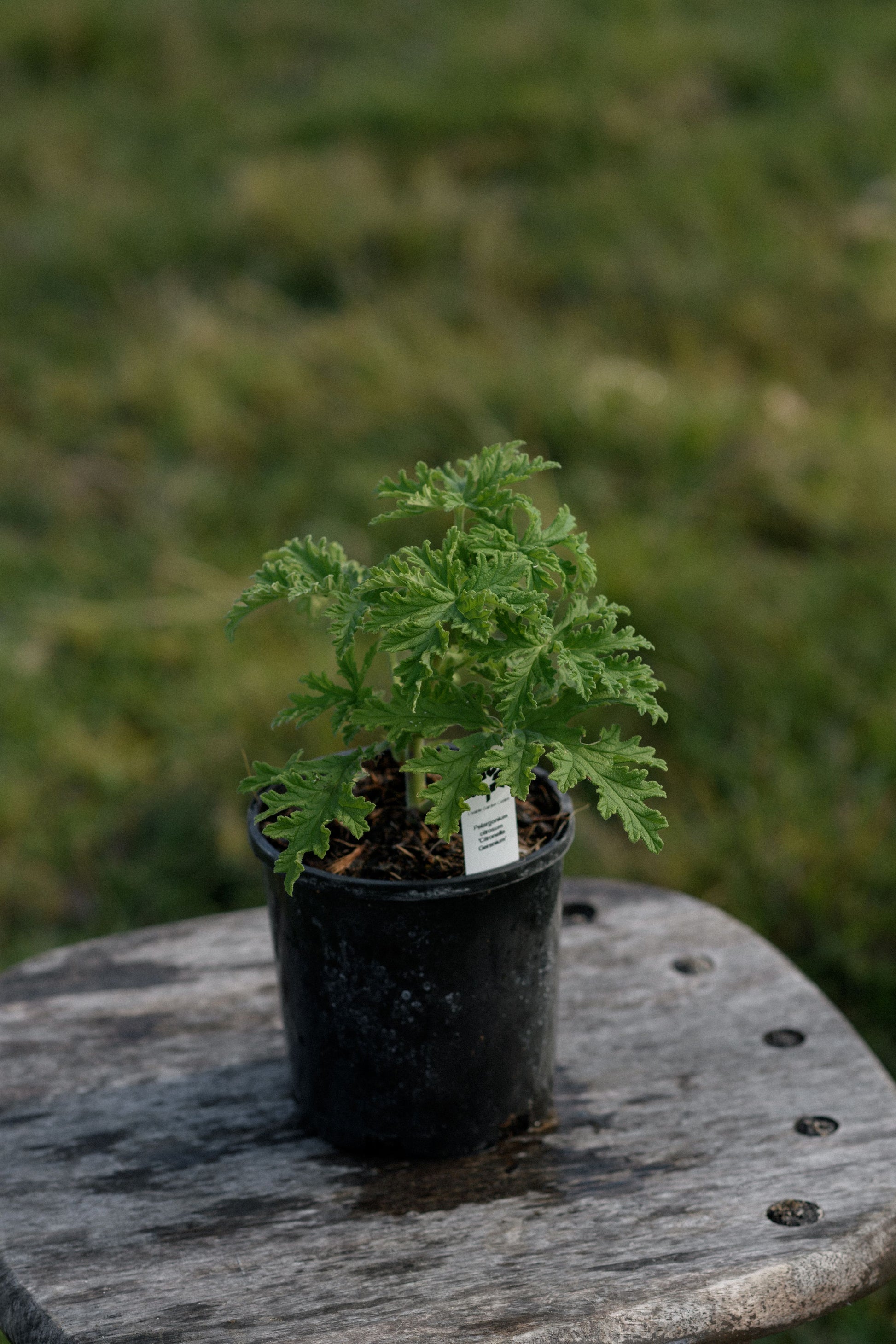 A small Citronalla geranium potted plant in a black nursery pot sits on a weathered wooden stool with a blurred grassy background.