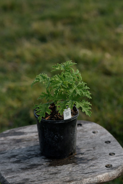 A small Citronalla geranium potted plant in a black nursery pot sits on a weathered wooden stool with a blurred grassy background.