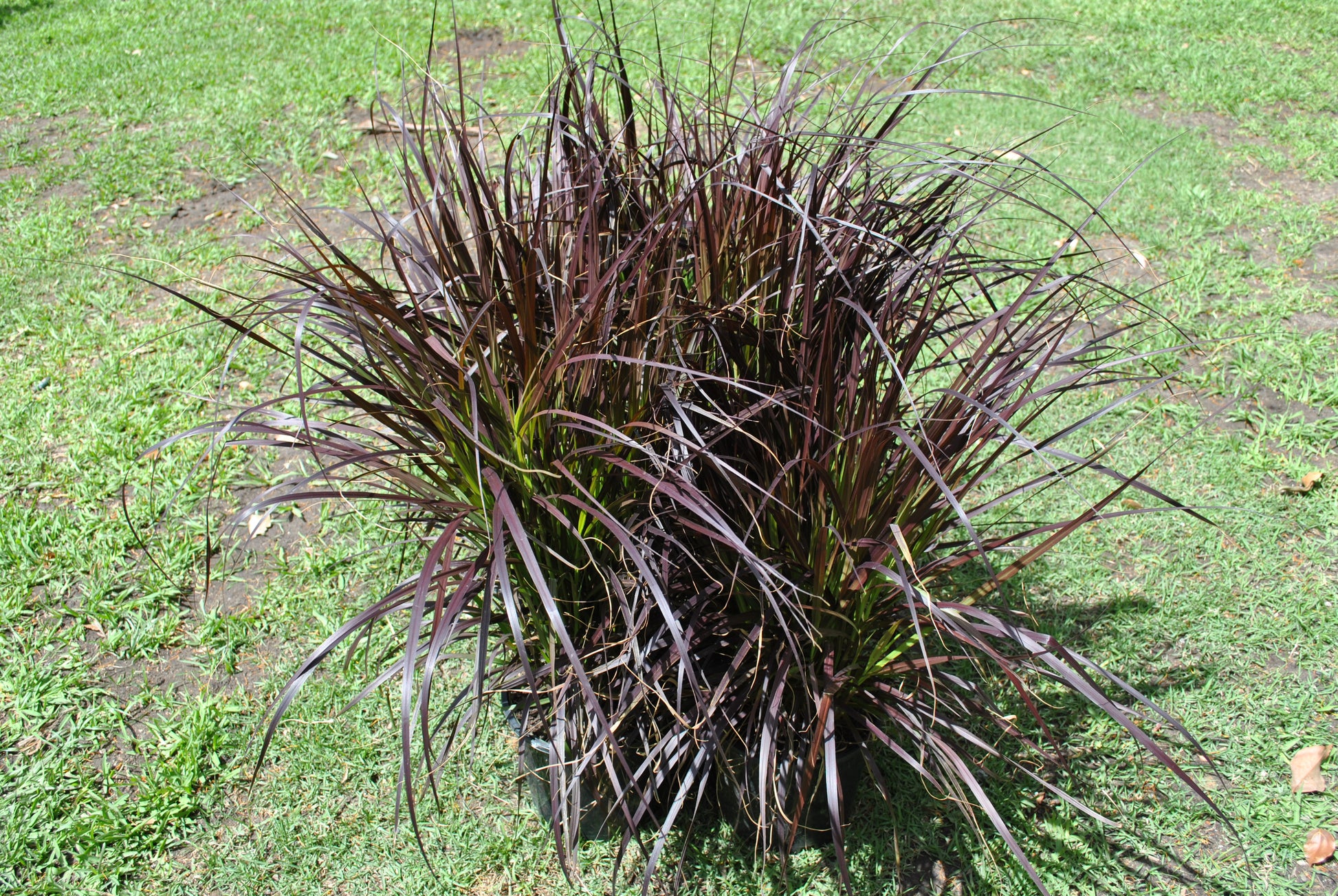 Group of Pennisetum advena Rubrum 'Purple Fountain Grass'