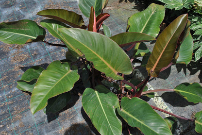 Philodendron Rojo Congo
