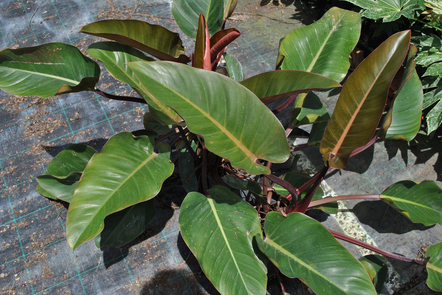 Healthy Philodendron 'Rojo Congo' plant with vibrant green and red leaves in a nursery setting.