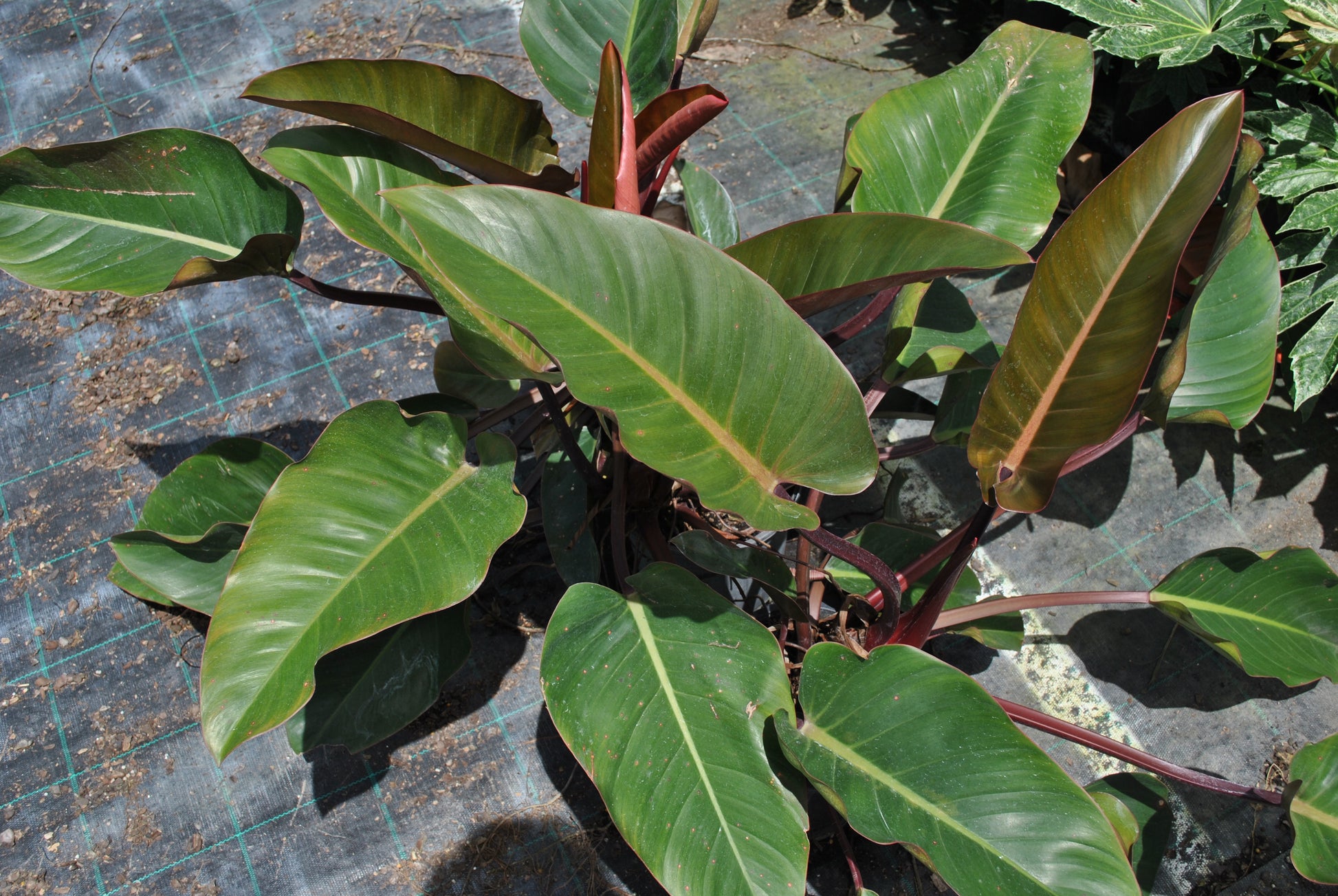 Healthy Philodendron 'Rojo Congo' plant with vibrant green and red leaves in a nursery setting.