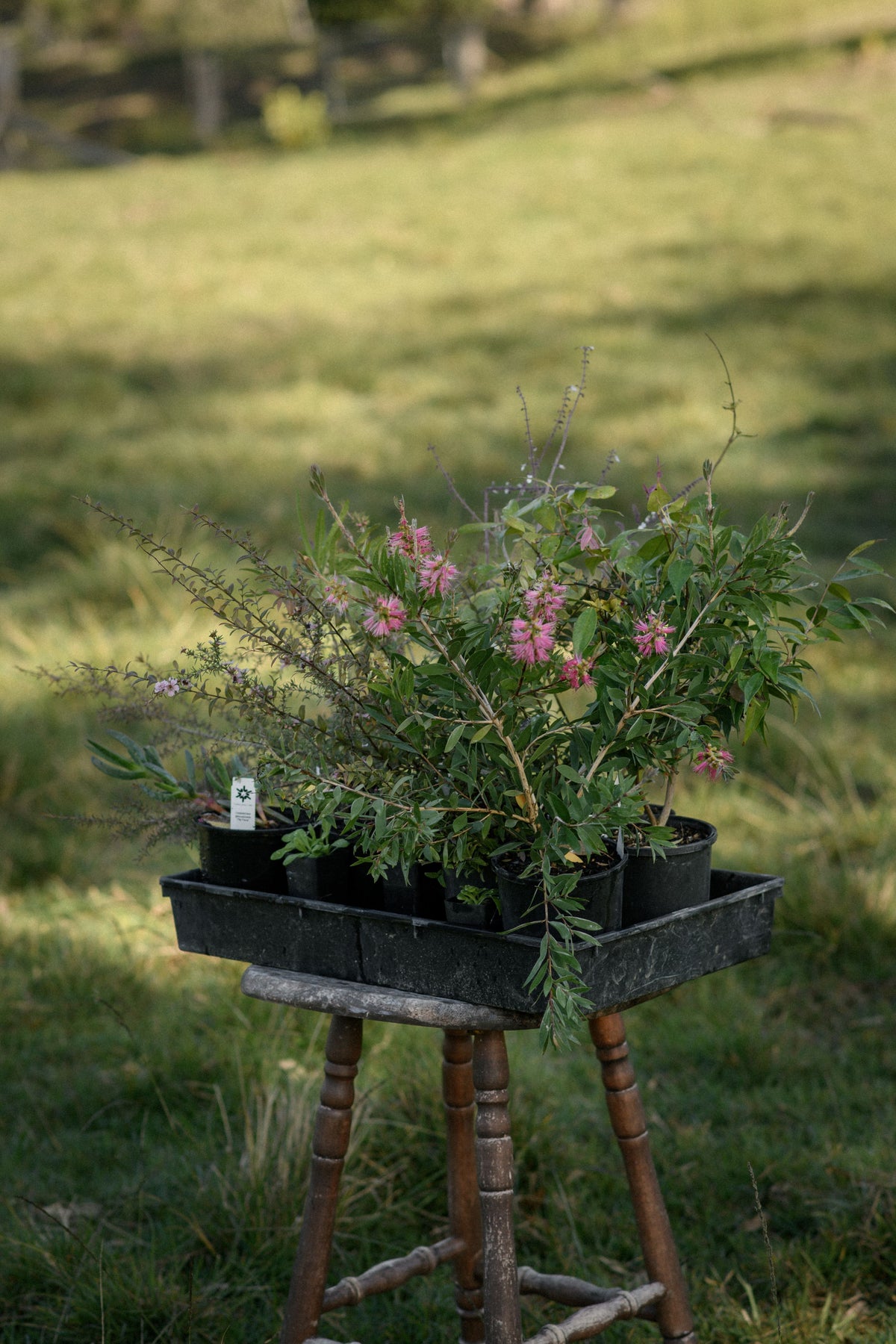 A Pink Parade Plant Pack, with vibrant pink-flowering Australian natives and lush green leaves, sits on a black tray atop a wooden stool outside. Perfect for wildlife gardens, these eye-catching plants attract pollinators against a scenic grassy field and trees.