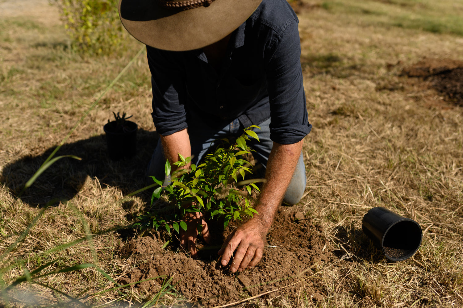 A person wearing a wide-brimmed hat and dark shirt kneels on dry grass while planting a small green shrub into loose soil, with a black nursery pot lying nearby.