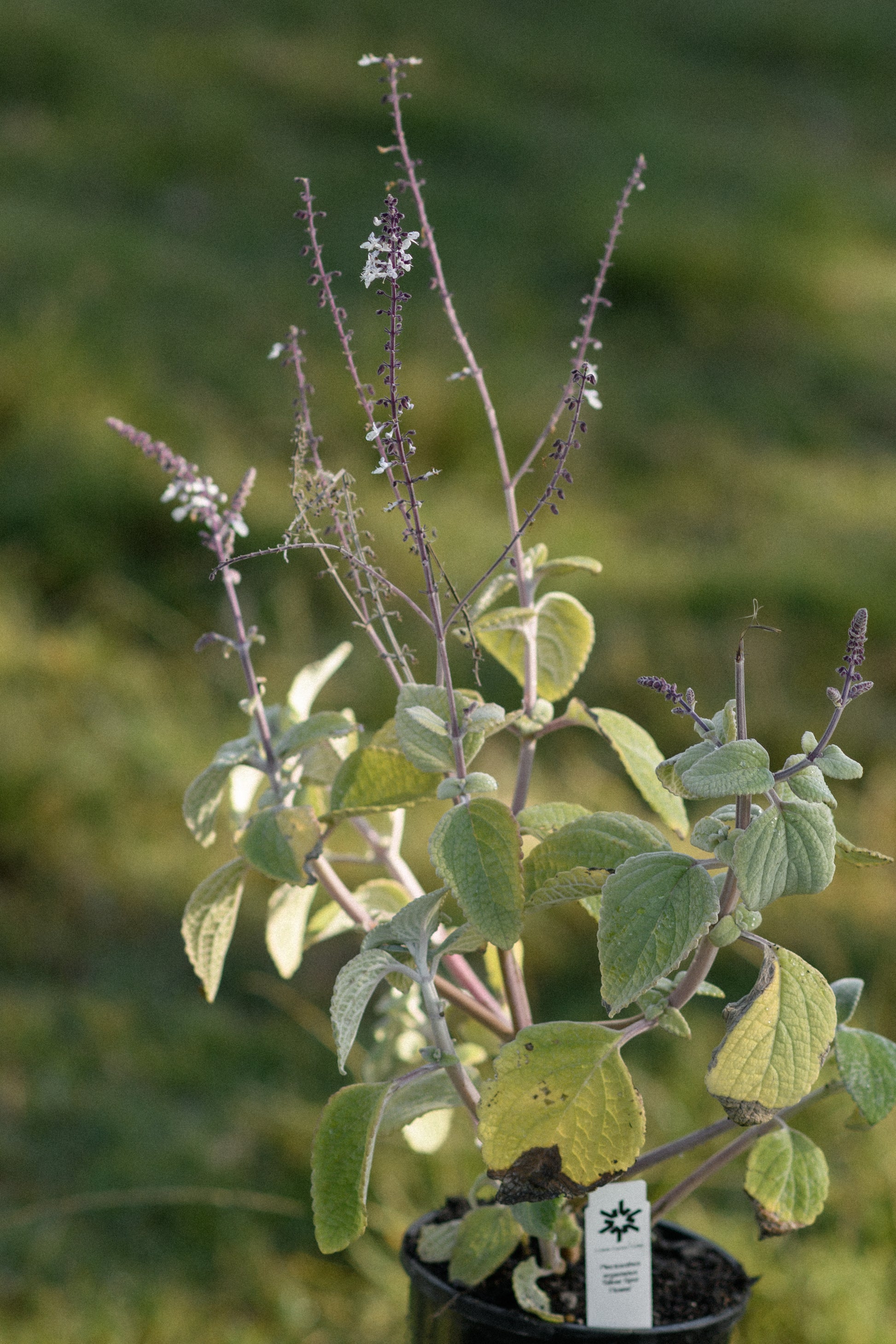 A potted plant of a Silver Spurflower with dusty green leaves and purple flower spikes, shown outdoors against a soft-focus green background. A small white tag is attached near the base.