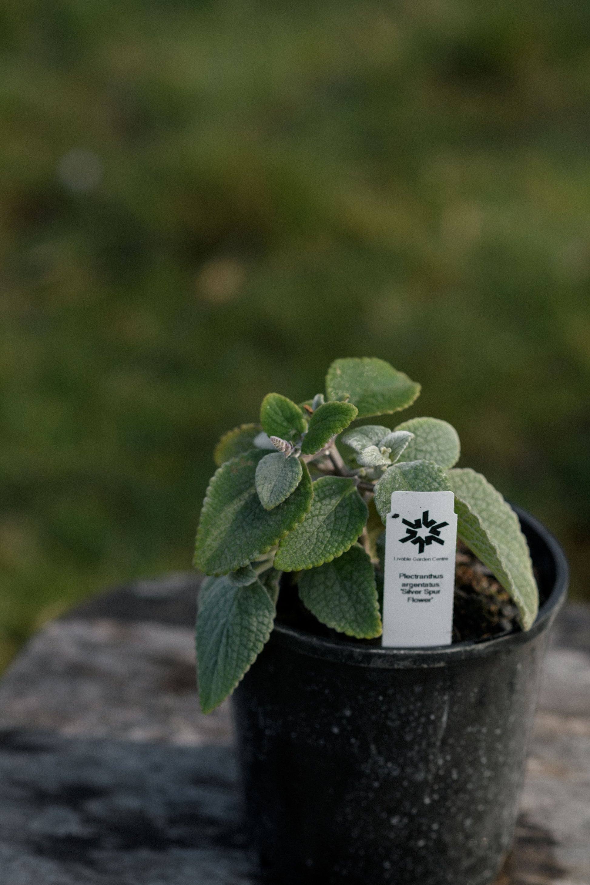A small Silver Spurflower leafy plant in a black plastic nursery pot with a white plant tag, photographed outdoors on a stone surface with a blurred green background.